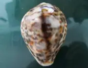 Cypraea Tigris 81.6 mm F+++/GEM "UNCOMMON blending of color, Yellowish, cloudy