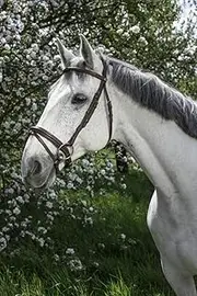 EKKIA Equestrian Equipment NORT.PRO.Brid.Essentiel FS.HAV 301833318 30183318