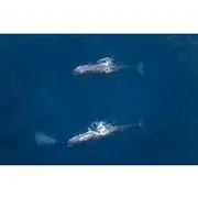 Save 10.01%! Air Whale Watching in Kaikoura