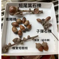 在飛比找蝦皮購物優惠-綜合橡實種子材料包/青剛櫟/子彈石櫟/捲斗櫟/赤皮櫟/小西氏