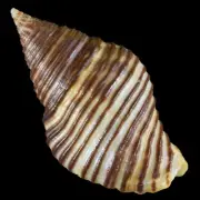 POLLIA UNDOSA (Tamil Nadu, India) 30.5mm #47519