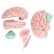 Human Brain Model Anatomy For Kids Neuroscience Study Skull Dedicated Mold For S
