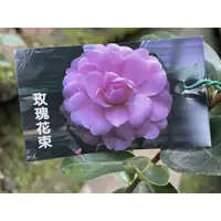 在飛比找蝦皮購物優惠-花草巷弄 3吋黑軟盆 // 玫瑰花束  // 茶花苗 // 