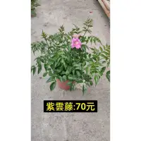 在飛比找蝦皮購物優惠-6吋盆 [ 紫雲藤 & 雙喜藤盆栽 ] 不是隨時都有貨 請先