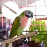 Bird Claw Stick Parrot Perch Stand Assembly Toy for Wooden Parakeet