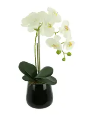 Creative Displays Orchid Arrangement in Glass Vase with Orchid Leaves & Moss