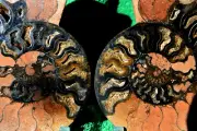 Large Black Ammonite Pair 173mm Deep Crystals XXLarge 6.8" 110myo fossil a3731oo