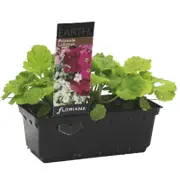 Punnet Primula Lollipops - Primula malacoides