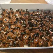 86 pair Small Plastic Teddy Bear Doll Eyes Brown