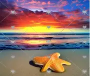 STARFISH BEACH OCEAN SUNSET SEASHELL CLOUDS SAND COMPUTER MOUSE PAD 9 x 7