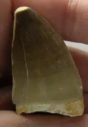 #37 Morocco Natural REAL Reptile Dinosaur Fossil Mosasaur Tooth Specimen 44mm