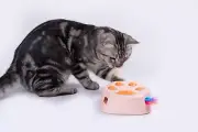Upgrade Rainbow Feather Replacement Whack A Mole Cat Toy,Interactive cat toys