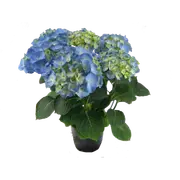 200mm Hydrangea - Hydrangea macrophylla