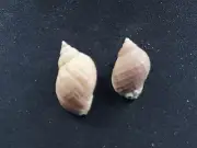 #H Pair of Thais Lapillus, Dredene Belgium, approx. 23-28mm Sea snail shells