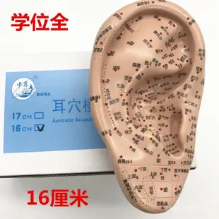 便攜耐用韓版上海經絡通人體針灸穴位模型針灸耳針穴模型耳模16cm耳朵 1FWS