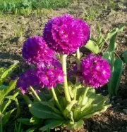 Primula denticulata MIX colours 1000 SEEDS!!
