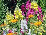 Snapdragon Dwarf Mix 250 Seeds Home Gardening Plant Seeds