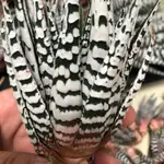 超級斑馬 HAWORTHIA FASCIATA CV. "SUPER ZEBRA"