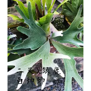 《柯比植物》P (veitchii × bifurcatum)'white & shine'  二叉x銀鹿 白帥帥鹿角蕨