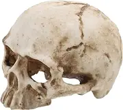 Gatuida Life-Like Human Skull Anatomy Skull Model Resin Human Skeleton for Decor Education