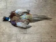 Rooster RINGNECK PHEASANT Full SKIN 2 Wings Tail Feathers Wall Art Man Cave