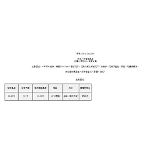 長春香鼠尾草 種子 鼠尾草10入種子:E0018