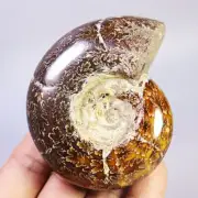 215g Collection ! Natural Ammonite Shell Fossil Quartz Crystal Specimen