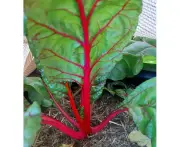 Boondie Seeds SILVERBEET 'Ruby Chard'*ORGANIC* seeds