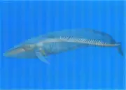 Whale Postcard Morphs into Skeleton - Motion Lenticular