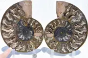 Large Black Ammonite Pair Pair XXL 8.1" 110myo Dinosaur age Fossil 205mm 2953yt