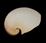 Sea shells Argonauta argo 172.4mm Aquarium Decoration Products