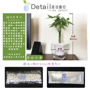 【現貨】【小品文化】辮子馬拉巴栗 4吋透明懶人盆栽 發財樹 加水更方便 觀葉植物 室內植物 水培 花盆 居家辦公盆花