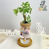 在飛比找蝦皮購物優惠-【理想小品】白雪福祿桐【現貨】水耕盆栽 玻璃圓柱瓶 無土種植