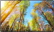 Small Angle Viewing of Metal Anti Light Screen Supports 3D 1080P Projection, Suitable for Low Lumen Projectors 60-133 Inch for Home Theater Backyard Outdoor Indoor(120 inch)