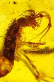 Rare Alienoptera in a complete ecosystem Burmite amber fossil cretaceous