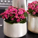 Kalanchoe Calandiva Birkin