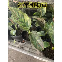 在飛比找蝦皮購物優惠-霏霏園藝紅軍粗肋草 3吋特價一棵300元原價360元