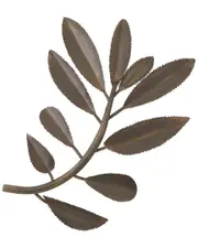 Global Views Set of 2 Olive Branch Wall Art Pieces