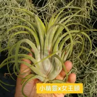 在飛比找蝦皮購物優惠-綠房子空氣鳳梨 小精靈 x 女王頭 Tillandsia i