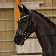 Horze brand Pony size Black GRAYSON SNAFFLE BRIDLE w/ Browband rows crystals