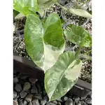 <龜龜研究室>  白斑姑婆芋 ALOCASIA MACRORRHIZA 斑葉姑婆芋 3吋盆 觀葉植物 穩根 可挑