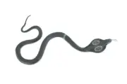 King Cobra Toy, Hand Painted, Hard Rubber Snake, Realistic Model 16" IM18 B656