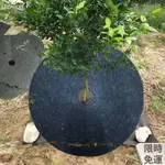 桃園出貨黑色圓形加厚防曬罩隔熱農用種植防草布園林防草蓋花盆防濺泥長草防草地布 遮草布 除草布片裝 防草地布 片裝防草布