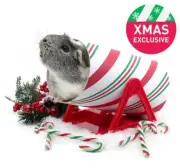 Haypigs Cavy Candy Cane Tilting Tunnel