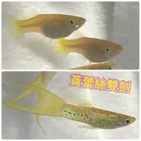 在飛比找iOPEN Mall優惠-【嘉嘉寵物】 黃蕾絲雙劍 孔雀魚 觀賞魚 （活餌）