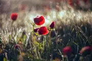 meadow red poppy flower art poster hippie lounge room home decor