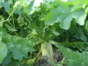 FOOD PLOT seed - 10 lbs BIG Daikon Forage RADISH - HUGE! - MAXI-RACK
