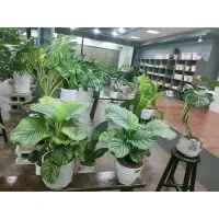 在飛比找蝦皮購物優惠-芯晨花園桃園三民店/青蘋果竹芋稀有大尺寸盆栽實品拍攝