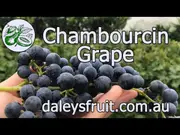 Buy Chambourcin Grape Vines in Australia (Vitis vinifera)