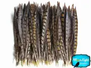 10 Pieces - 10-12" NATURAL Lady Amherst Pheasant Tail Feathers